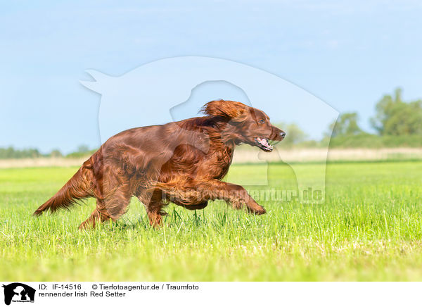 rennender Irish Red Setter / IF-14516