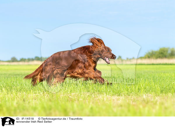 rennender Irish Red Setter / IF-14518