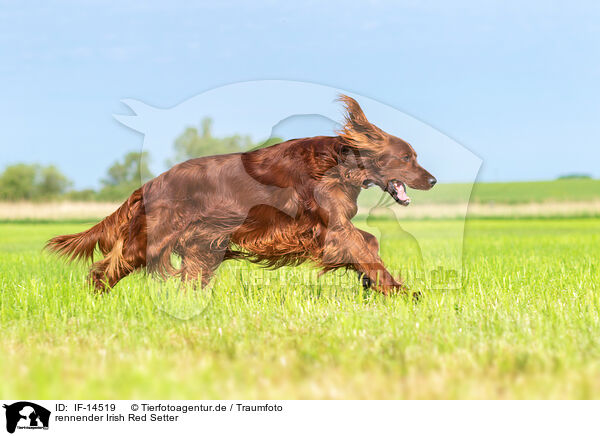 rennender Irish Red Setter / IF-14519