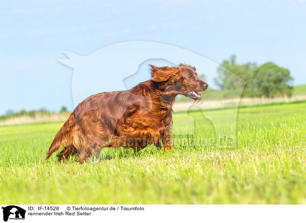 rennender Irish Red Setter / IF-14528