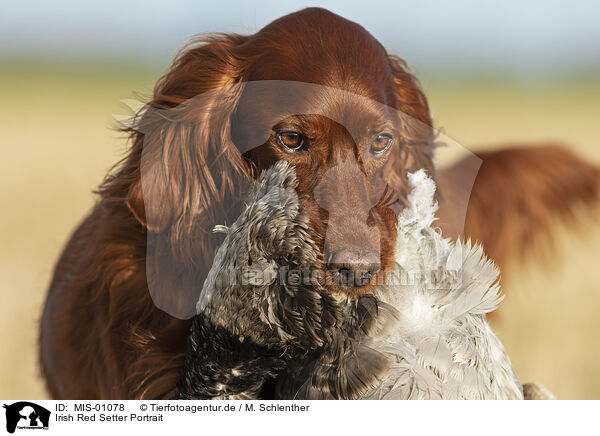 Irish Red Setter Portrait / MIS-01078