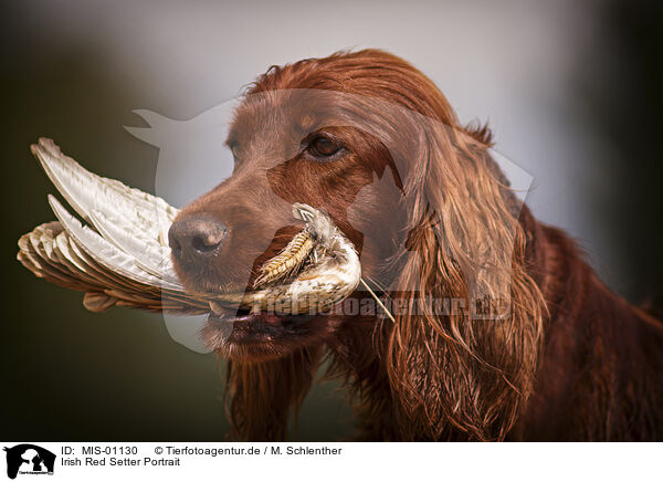 Irish Red Setter Portrait / MIS-01130