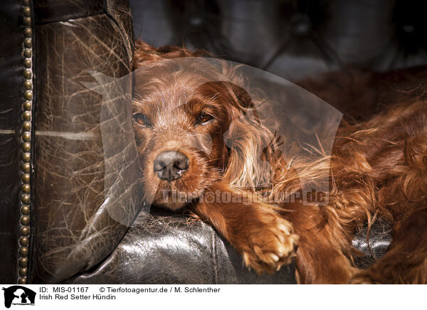 Irish Red Setter Hndin / MIS-01167