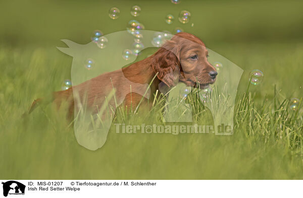 Irish Red Setter Welpe / Irish Red Setter Puppy / MIS-01207