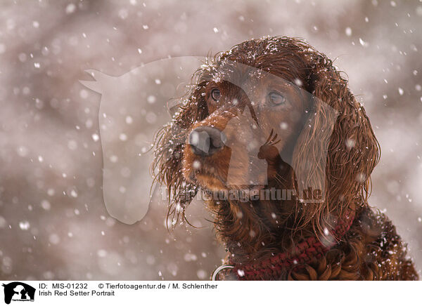 Irish Red Setter Portrait / MIS-01232