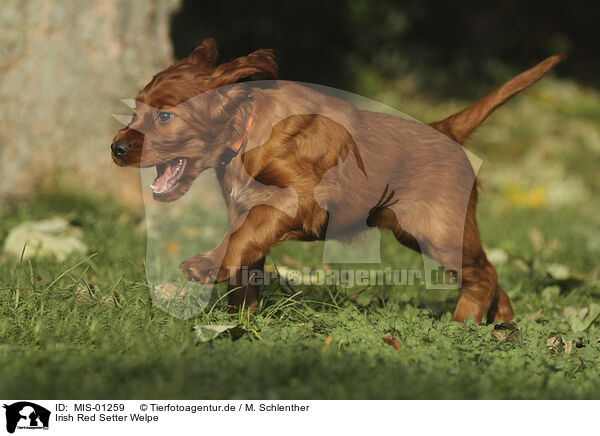 Irish Red Setter Welpe / Irish Red Setter Puppy / MIS-01259