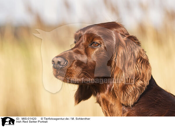 Irish Red Setter Portrait / MIS-01420