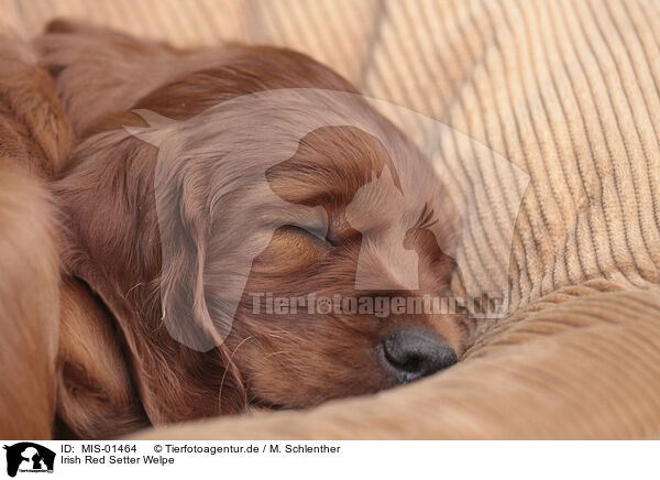 Irish Red Setter Welpe / MIS-01464