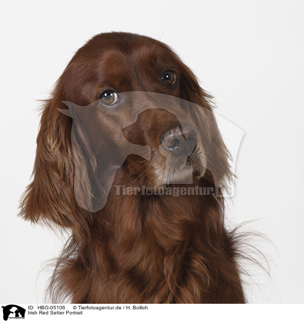 Irish Red Setter Portrait / Irish Red Setter Portrait / HBO-05106