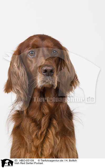 Irish Red Setter Portrait / Irish Red Setter Portrait / HBO-05109