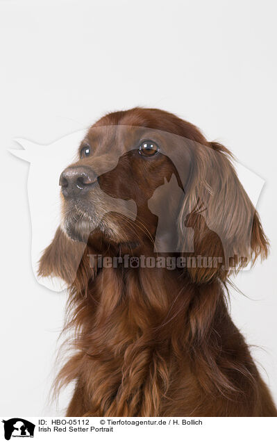 Irish Red Setter Portrait / HBO-05112