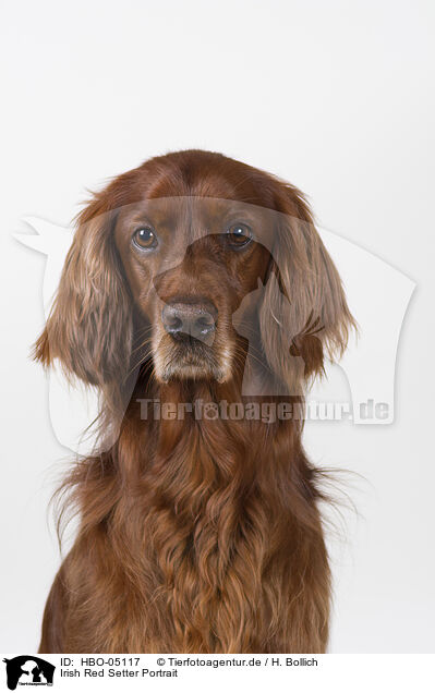Irish Red Setter Portrait / Irish Red Setter Portrait / HBO-05117