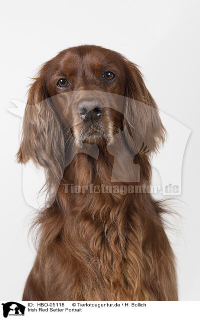 Irish Red Setter Portrait / Irish Red Setter Portrait / HBO-05118