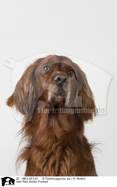 Irish Red Setter Portrait / HBO-05125