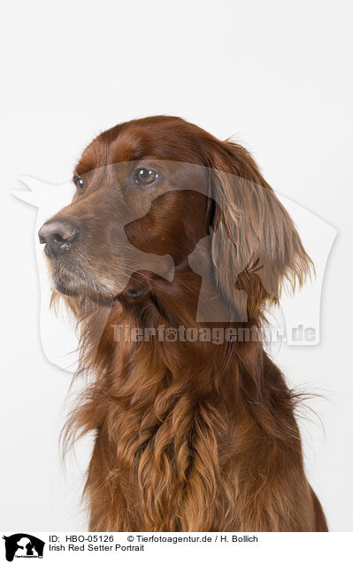 Irish Red Setter Portrait / Irish Red Setter Portrait / HBO-05126