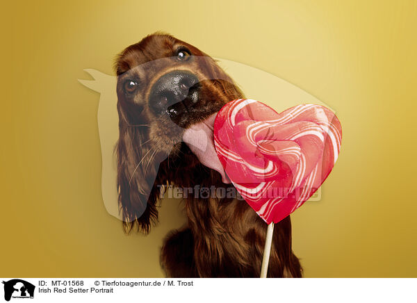 Irish Red Setter Portrait / MT-01568