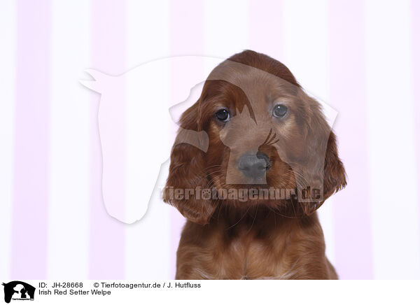 Irish Red Setter Welpe / Irish Red Setter Puppy / JH-28668