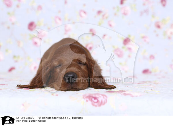 Irish Red Setter Welpe / JH-28679