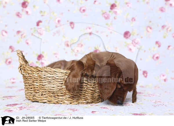 Irish Red Setter Welpe / JH-28685