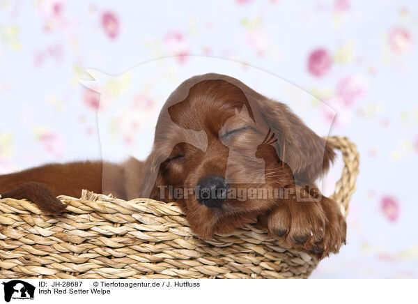 Irish Red Setter Welpe / Irish Red Setter Puppy / JH-28687