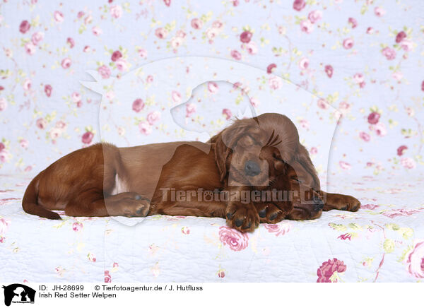 Irish Red Setter Welpen / Irish Red Setter Puppies / JH-28699