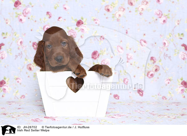 Irish Red Setter Welpe / JH-28702