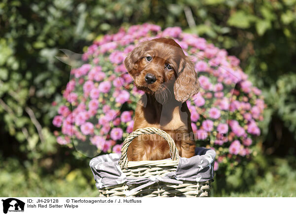 Irish Red Setter Welpe / JH-29128