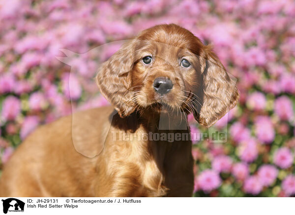 Irish Red Setter Welpe / Irish Red Setter Puppy / JH-29131