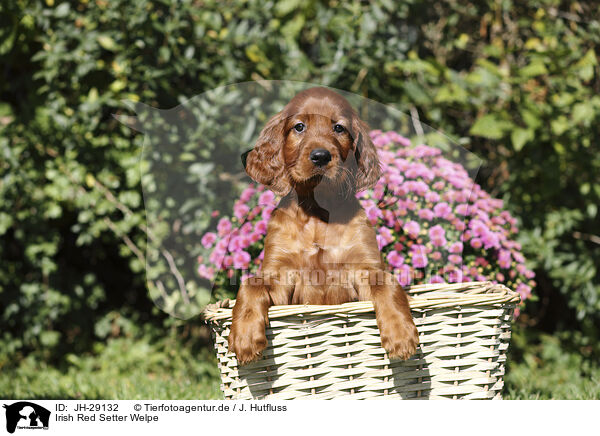 Irish Red Setter Welpe / JH-29132