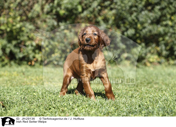 Irish Red Setter Welpe / Irish Red Setter Puppy / JH-29136