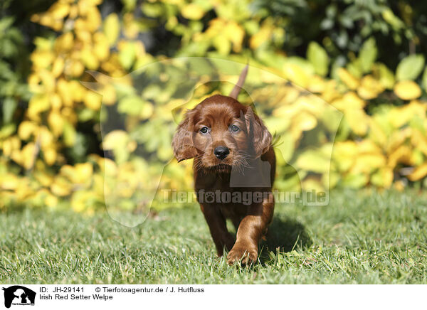 Irish Red Setter Welpe / Irish Red Setter Puppy / JH-29141