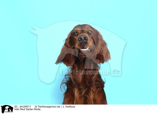 Irish Red Setter Rde / JH-29511