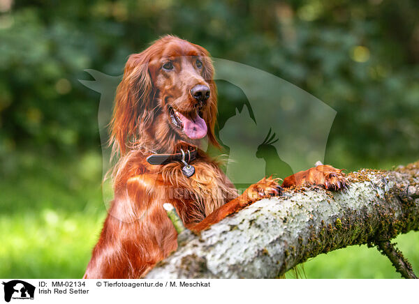 Irish Red Setter / MM-02134