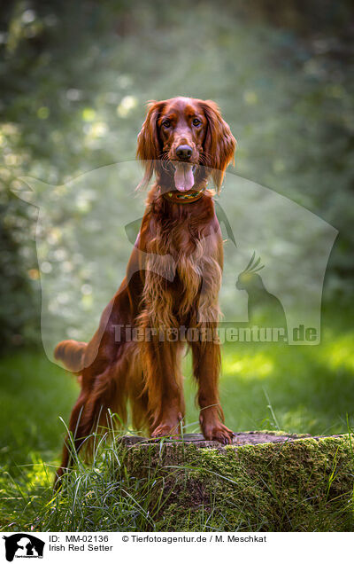 Irish Red Setter / Irish Red Setter / MM-02136