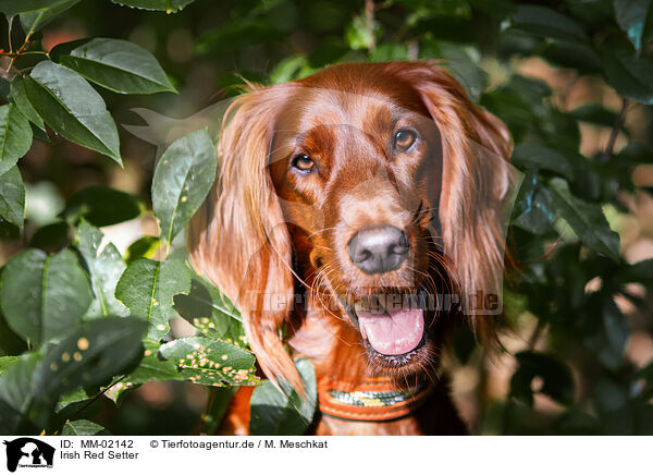 Irish Red Setter / Irish Red Setter / MM-02142