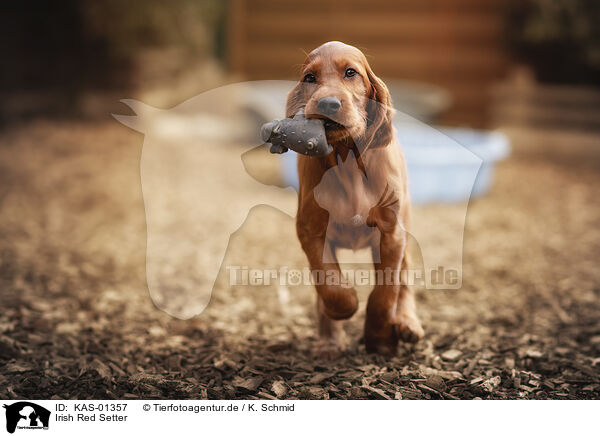 Irish Red Setter / Irish Red Setter / KAS-01357