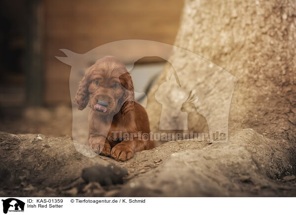 Irish Red Setter / Irish Red Setter / KAS-01359