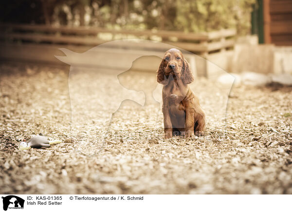 Irish Red Setter / Irish Red Setter / KAS-01365