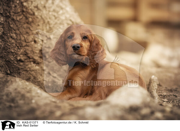 Irish Red Setter / Irish Red Setter / KAS-01371