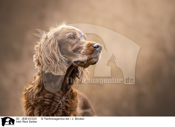 Irish Red Setter / Irish Red Setter / JEB-03320