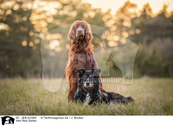 Irish Red Setter / Irish Red Setter / JEB-03369
