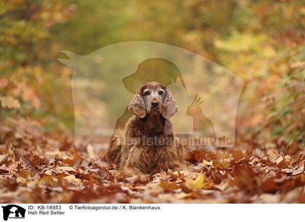 Irish Red Setter / Irish Red Setter / KB-18953
