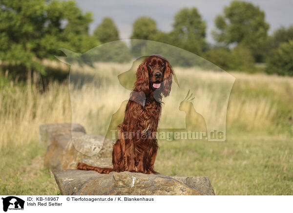 Irish Red Setter / Irish Red Setter / KB-18967