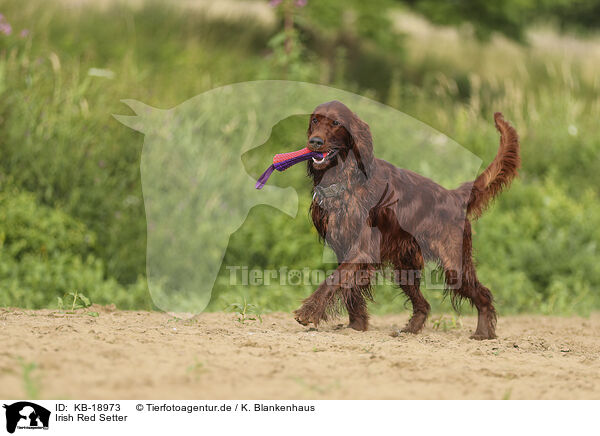 Irish Red Setter / Irish Red Setter / KB-18973