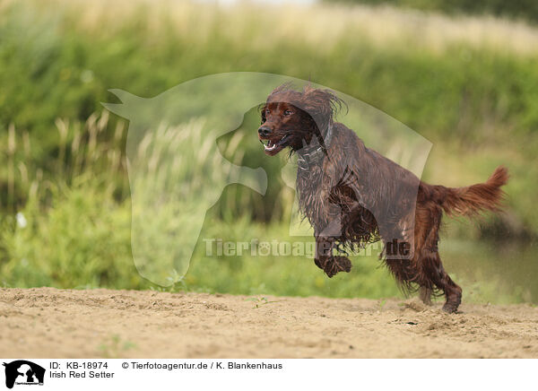 Irish Red Setter / Irish Red Setter / KB-18974