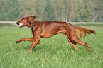 Irischer roter Setter