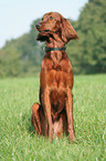 Irischer roter Setter