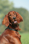 Irischer roter Setter