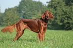 Irischer roter Setter