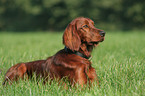 Irischer roter Setter